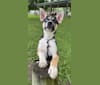 Photo of Makiyo, a Siberian Husky, American Pit Bull Terrier, and Australian Cattle Dog mix in Arnold, Missouri, USA