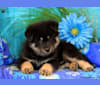 Machiavelli, a Pomsky tested with EmbarkVet.com