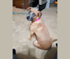 Dharma, a Staffordshire Terrier and Labrador Retriever mix tested with EmbarkVet.com