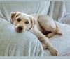 Photo of Hazel, a Soft Coated Wheaten Terrier  in Sarnia, ON, Canada