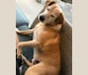 Photo of Sammy, a Rat Terrier, Golden Retriever, American Eskimo Dog, Miniature Schnauzer, and Mixed mix in Robinson, IL, USA