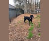 Salem Layne, a Rottweiler and Redbone Coonhound mix tested with EmbarkVet.com