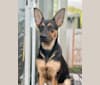 Photo of Rocky, a German Shepherd Dog and Australian Cattle Dog mix in Eugene, Oregon, USA