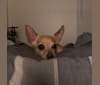 Nigel, a Chihuahua tested with EmbarkVet.com