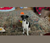 Cleo, a Chihuahua and Shih Tzu mix tested with EmbarkVet.com