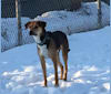 Henry, a Rottweiler and Border Collie mix tested with EmbarkVet.com
