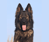 Ölrún, a German Shepherd Dog tested with EmbarkVet.com