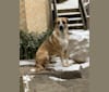Photo of Charlie, a West Asian Village Dog  in Tehran, Tehran Province, Iran