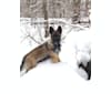 Blue, a Shetland Sheepdog and Norwegian Elkhound mix tested with EmbarkVet.com