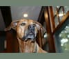 Daisy, a Rhodesian Ridgeback tested with EmbarkVet.com