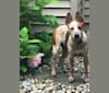 EmmyLou, an Australian Cattle Dog and American Pit Bull Terrier mix tested with EmbarkVet.com
