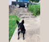 Raven, an Australian Cattle Dog and Golden Retriever mix tested with EmbarkVet.com