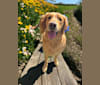 Daisy, a Golden Retriever tested with EmbarkVet.com