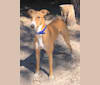 EuroFlex “Eurie”, a Greyhound and American Pit Bull Terrier mix tested with EmbarkVet.com