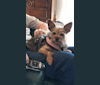 Cassie, a Miniature Pinscher and Yorkshire Terrier mix tested with EmbarkVet.com