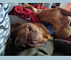 Charlie, a Boxer and Chow Chow mix tested with EmbarkVet.com
