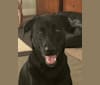Hero, a Formosan Mountain Dog and Labrador Retriever mix tested with EmbarkVet.com