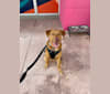 Milo, an American Pit Bull Terrier and Rottweiler mix tested with EmbarkVet.com