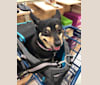 Bitty, a Chihuahua and Rat Terrier mix tested with EmbarkVet.com