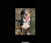 Murphy, a Greater Swiss Mountain Dog tested with EmbarkVet.com