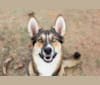 Mowgli, a Siberian Husky and German Shepherd Dog mix tested with EmbarkVet.com