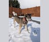 Ember, a Labrador Retriever and Siberian Husky mix tested with EmbarkVet.com