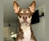 Yoshi, an American Pit Bull Terrier and German Shepherd Dog mix tested with EmbarkVet.com