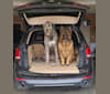 Brynn, an Irish Wolfhound tested with EmbarkVet.com