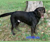 Dino, a Labrador Retriever tested with EmbarkVet.com