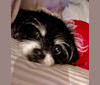 Koji, a Chihuahua and Pekingese mix tested with EmbarkVet.com