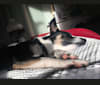 Nala, a Siberian Husky and American Pit Bull Terrier mix tested with EmbarkVet.com