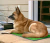 Bruno, a German Shepherd Dog and Akita mix tested with EmbarkVet.com