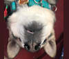 Midge, a Chihuahua and Australian Shepherd mix tested with EmbarkVet.com
