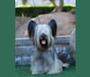 Dreamer, a Skye Terrier tested with EmbarkVet.com
