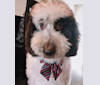 Cody, a Poodle (Standard) tested with EmbarkVet.com