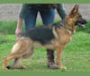 Dali, a German Shepherd Dog tested with EmbarkVet.com