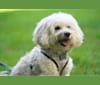 Shadow, a Poodle (Small) and Maltese mix tested with EmbarkVet.com