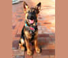 Eaton Chung, a Hong Kong Village Dog tested with EmbarkVet.com
