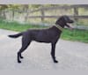 Fray, a Labrador Retriever tested with EmbarkVet.com
