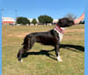 Dratini, an American Staffordshire Terrier tested with EmbarkVet.com