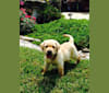 Gauge, a Labrador Retriever tested with EmbarkVet.com