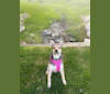 Libby, a Miniature Schnauzer and Australian Cattle Dog mix tested with EmbarkVet.com