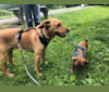Dash, a Labrador Retriever and Chihuahua mix tested with EmbarkVet.com