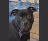 Photo of Daisy, an American Staffordshire Terrier  in England, Arkansas, USA
