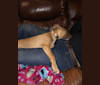 Milos, an American Pit Bull Terrier and Labrador Retriever mix tested with EmbarkVet.com
