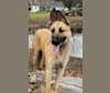 Theo, a German Shepherd Dog and Siberian Husky mix tested with EmbarkVet.com