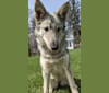 Ciri, a Siberian Husky and Karelian Bear Dog mix tested with EmbarkVet.com