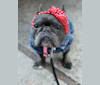 Gianna, a French Bulldog tested with EmbarkVet.com