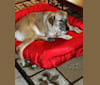 Martha, a Labrador Retriever and Akita mix tested with EmbarkVet.com