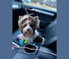 Photo of Heidi, a Biewer Terrier  in Abbeville, SC, USA
